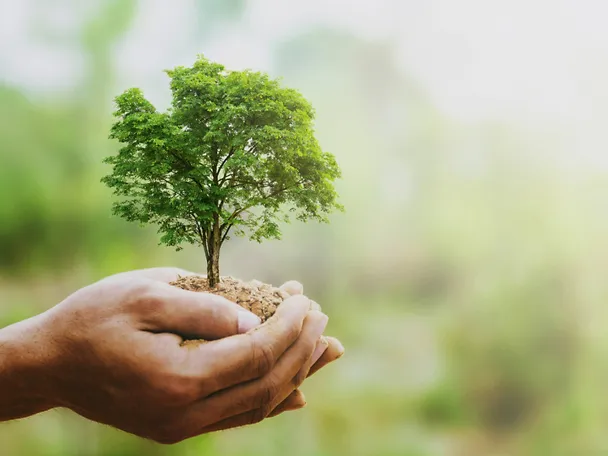 Baum in Hand Baum in Hand