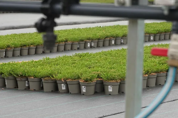 Zierpflanzen Erica Zierpflanzen Erica