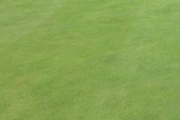 Golfrasen Ascophos Golfrasen Ascophos