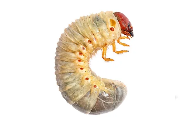 Larve Engerling Larve Engerling