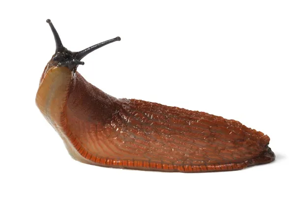 Nacktschnecke Nacktschnecke