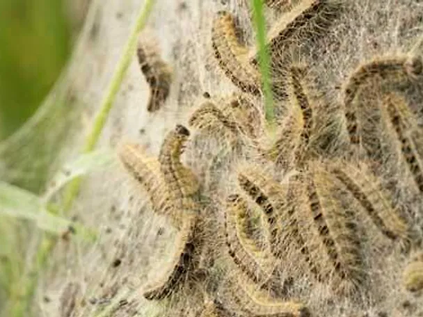 Eichenprozessionsspinner Eichenprozessionsspinner