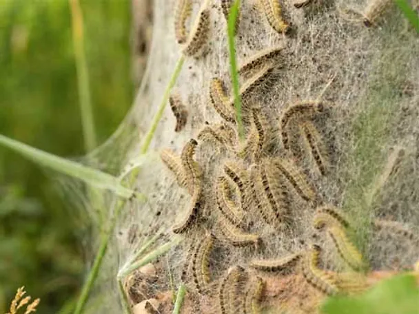 Nest Eichenprozessionsspinner Nest Eichenprozessionsspinner