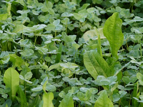 GreenStar Nutriherb- Kleewiese GreenStar Nutriherb- Kleewiese