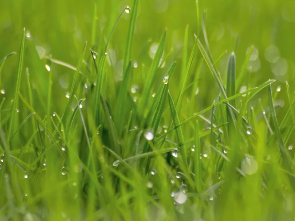 Gras mit Tropfen Gras mit Tropfen