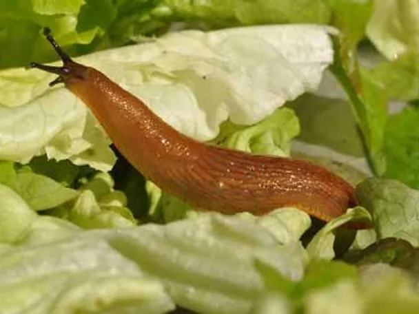 Nacktschnecke auf Salat Nacktschnecke auf Salat