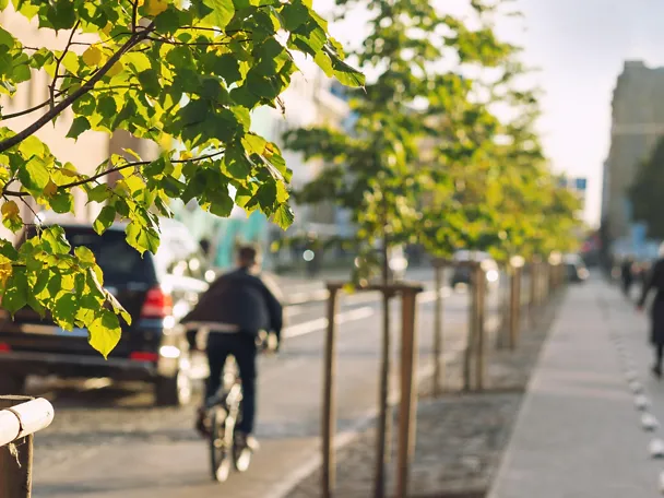 Bäume in der Stadt Bäume in der Stadt