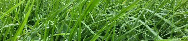 GreenStar Intensiv Plus GreenStar Intensiv Plus