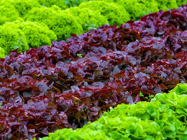 Produktionsgartenbau Produktionsgartenbau