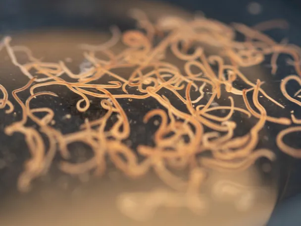 Nematoden Mikroskop Nematoden Mikroskop