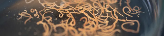 Nematoden Mikroskop Nematoden Mikroskop