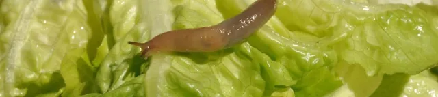 tilco_nacktschnecke_moodimage_3840x1648_72dpi tilco_nacktschnecke_moodimage_3840x1648_72dpi