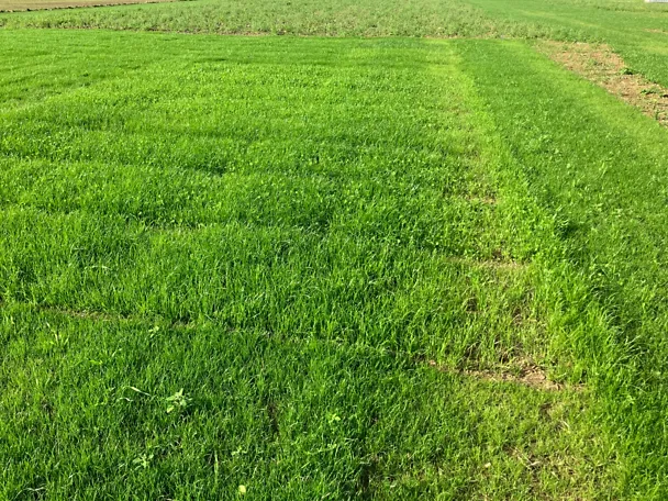 tico_greenstar_auflaufen231010_1920x1440_72dpi tico_greenstar_auflaufen231010_1920x1440_72dpi