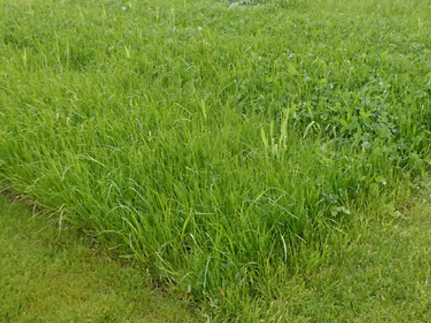 GreenStar DLG-Feldtage 2024 GreenStar DLG-Feldtage 2024