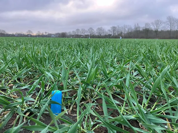 Bodensonde auf Gut Hülsenberg in Wintergerste Bodensonde auf Gut Hülsenberg in Wintergerste